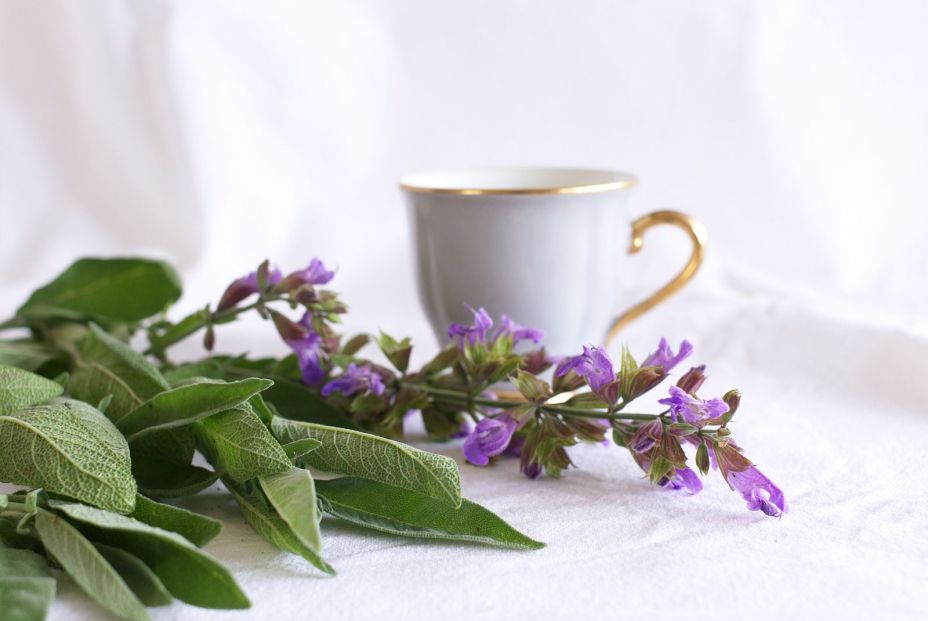 Purifica tu casa con salvia Foto: bigstock