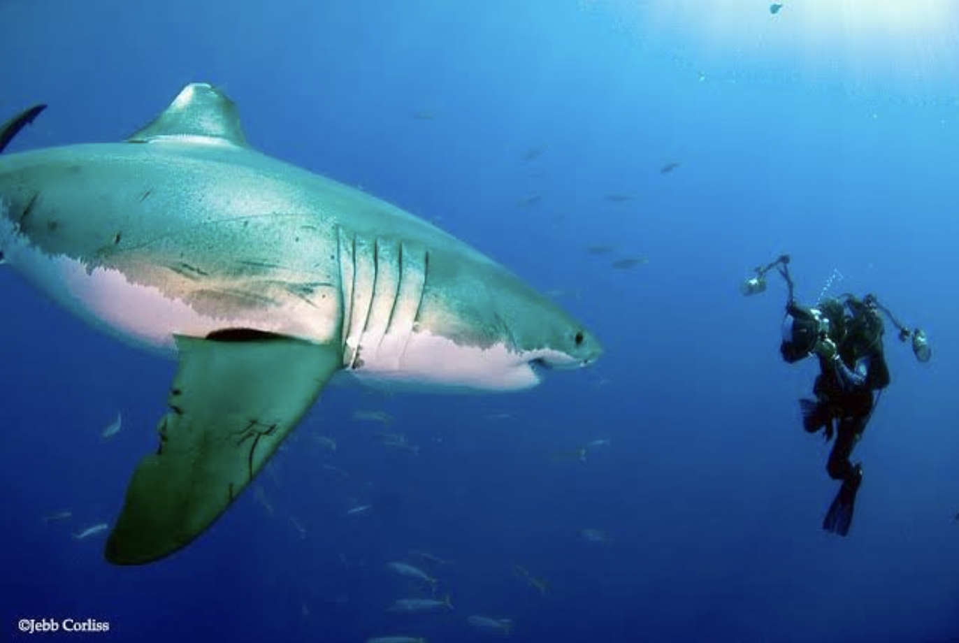 Amos Nachoum frente a un tiburón blanco. (Instagram)