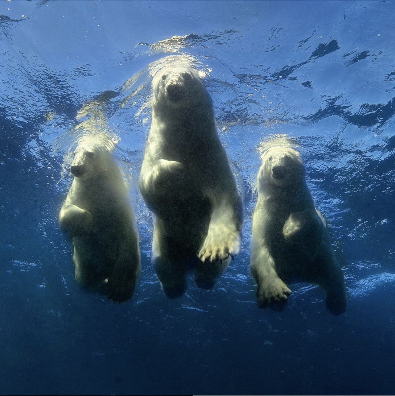 Fotografía de tres osos polares bajo el agua de Amos Nachoum (Instagram)