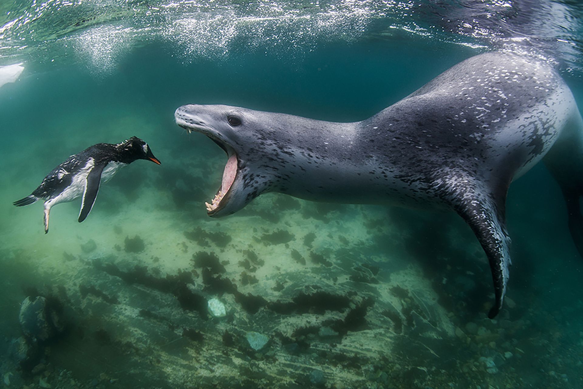 Fotografía de Amos Nachoum de una foca leopardo devorando a un pingüino en la Antártida (2009) (web: Amos Photography)