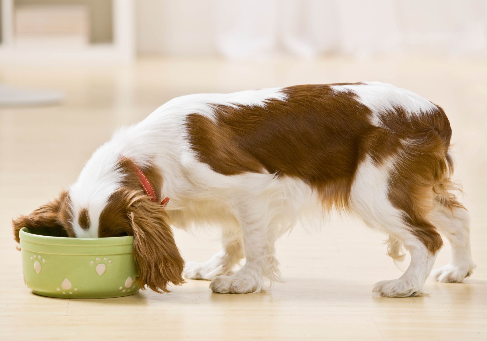 Alimentos que no debes dar a tu perro (bigstock)