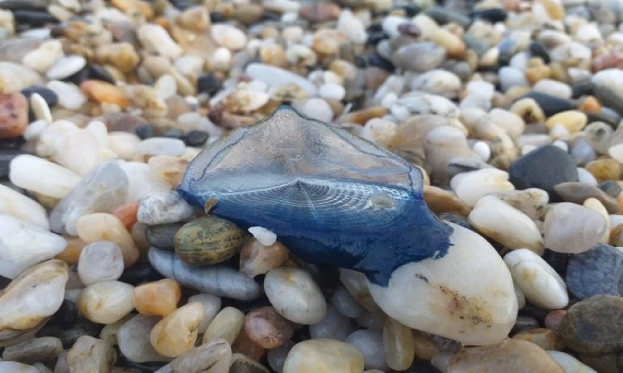 Lo que no hay que hacer nunca en caso de sufrir la picadura de una medusa en la playa