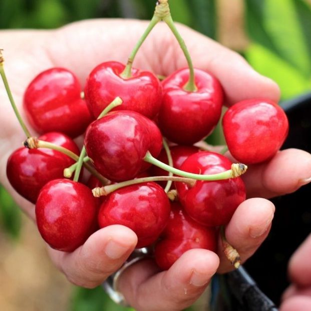 EuropaPress 2799871 cerezas