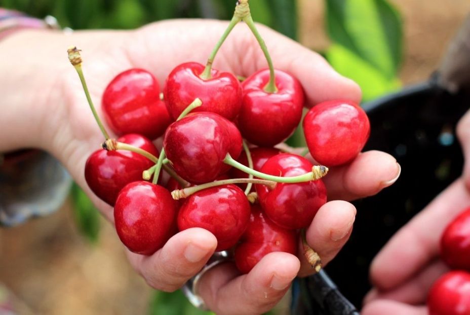 'Cereza de Milagro', nueva marca colectiva de Navarra que engloba a once municipios