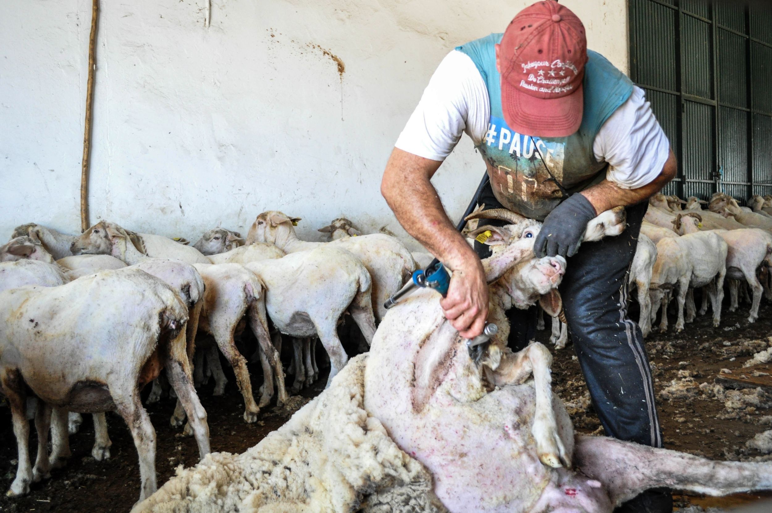 Sospechan que la cepa brasileña está en Extremadura por un brote con 23 casos - Foto: Europa Press 