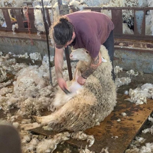 Esquiladores uruguayos pueden haber llevado a Extremadura la cepa brasileña de la covid - Foto: Europa Press Esquiladores uruguayos pueden haber llevado a Extremadura la cepa brasileña de la covid - Foto: Europa Press