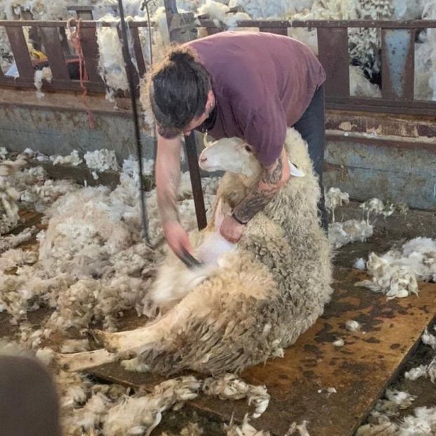 Esquiladores uruguayos pueden haber llevado a Extremadura la cepa brasileña de la covid - Foto: Europa Press 