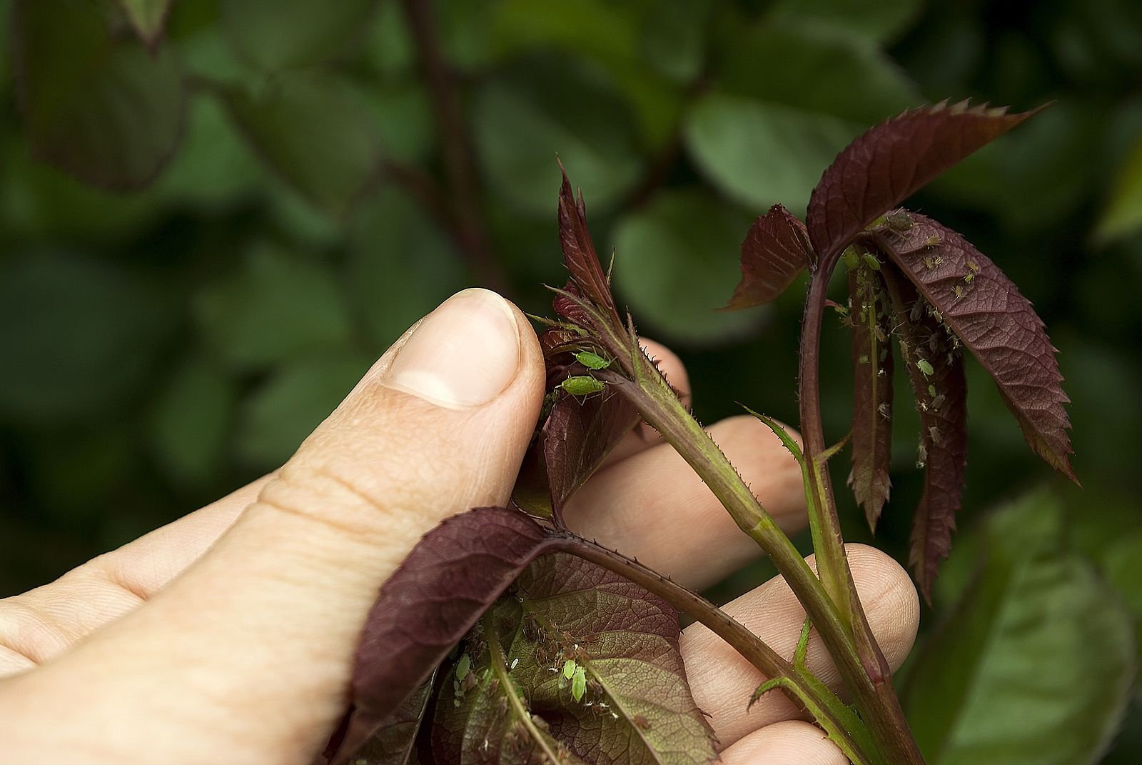 5 remedios para que los pulgones no se coman tus plantas (Foto Bigstock)