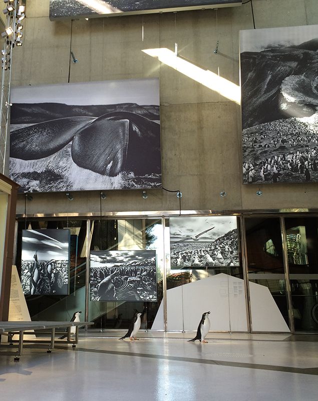 Exposicion la Antartida en Cosmocaixa, uno de los museos a los que ir con nietos (cosmocaixa.es)