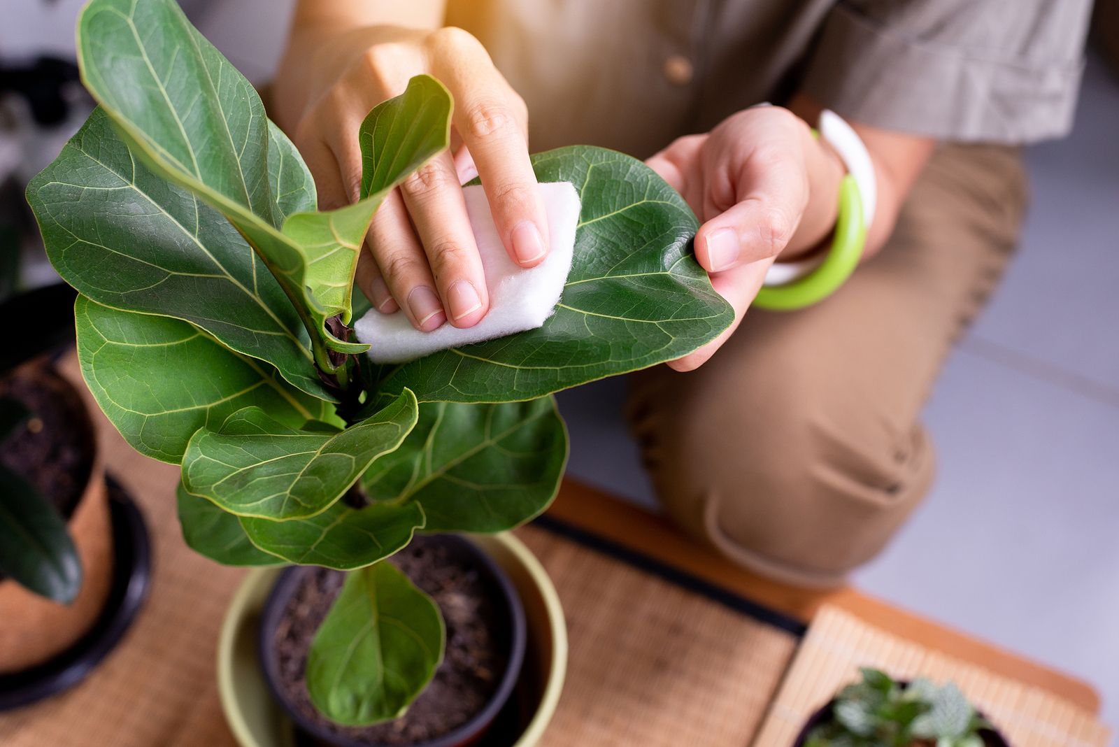 Aprende la forma más eficaz de limpiar el polvo de las plantas Foto: bigstock 