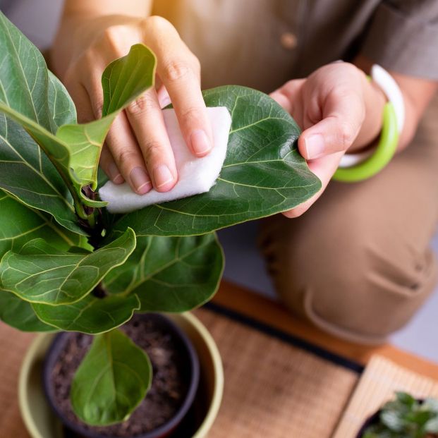 Aprende la forma más eficaz de limpiar el polvo de las plantas Foto: bigstock 