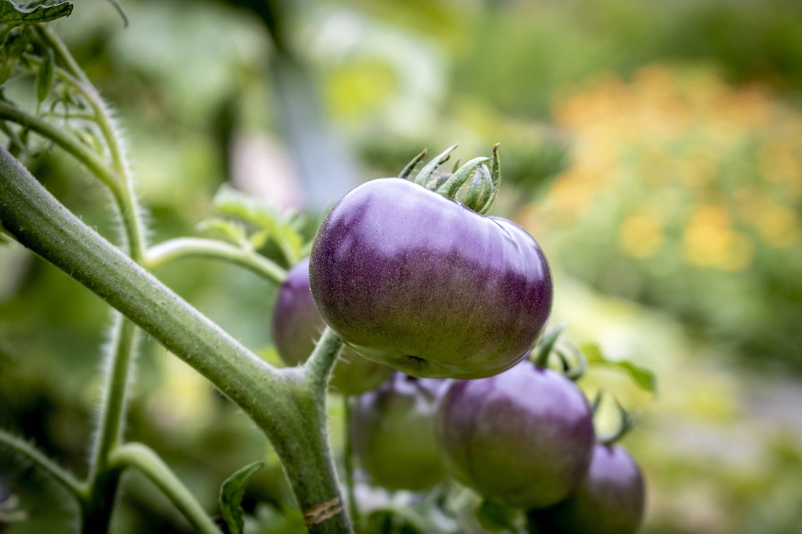 Tomate azul: una variedad que comienza a hacerse hueco en la dieta. Foto: bigstock 