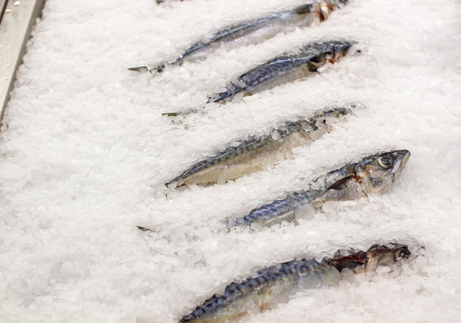 Estos son los pescados que es obligatorio congelar para evitar el anisakis (Foto Bigstock) 3