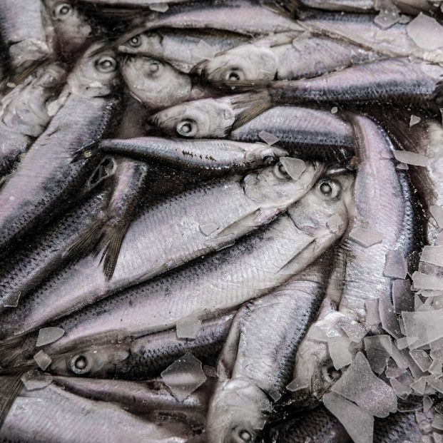 Estos son los pescados que es obligatorio congelar para evitar el anisakis (Foto Bigstock)