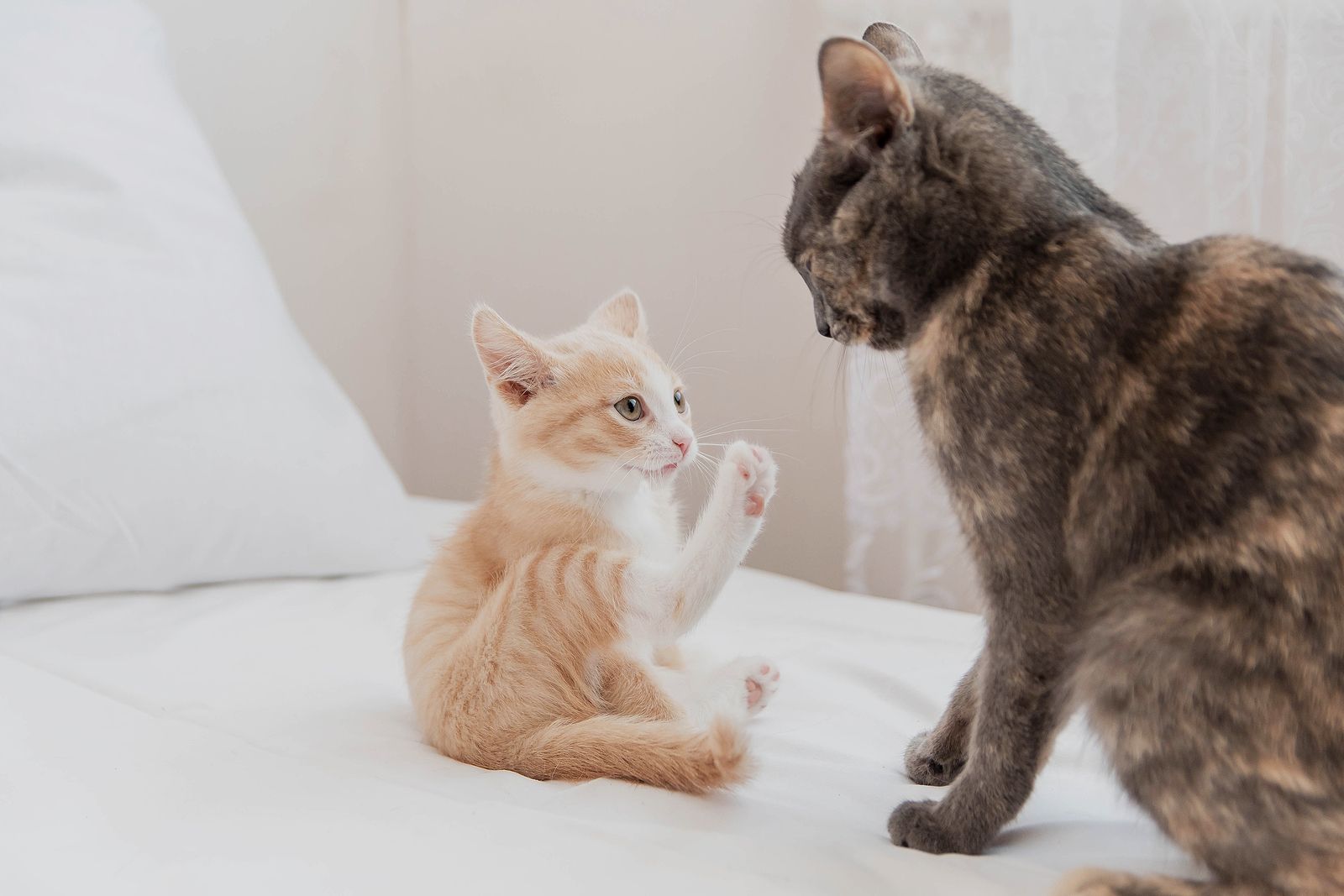 Los gatos pueden sufrir mucho estrés si tiene mala relación con otro gato conviviendo