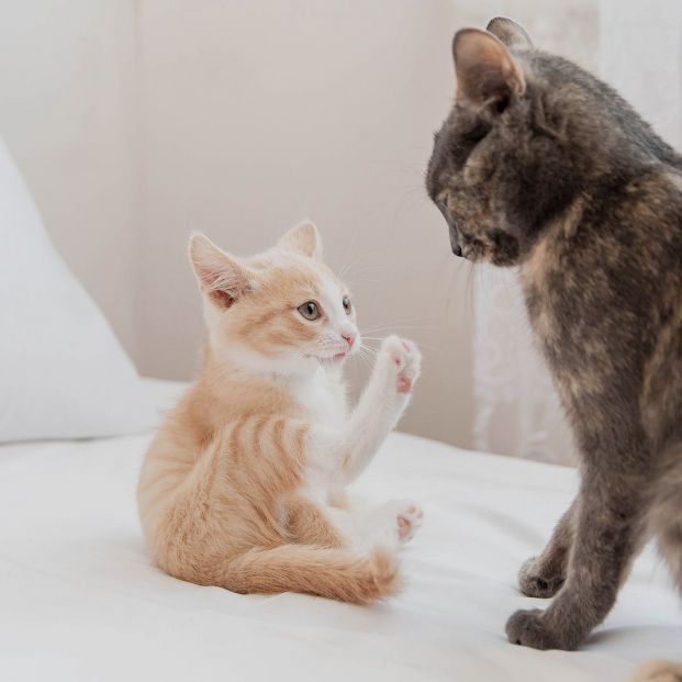 Los gatos pueden sufrir mucho estrés si tiene mala relación con otro gato conviviendo