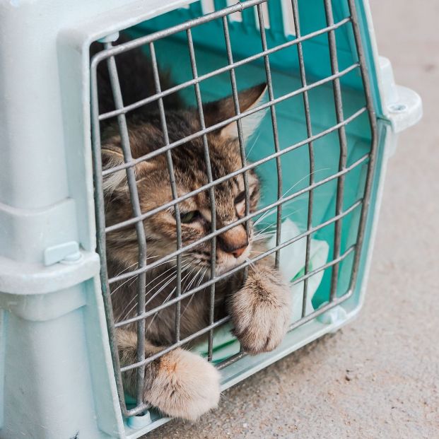 Consejos para que nuestro gato acepte otro felino en casa