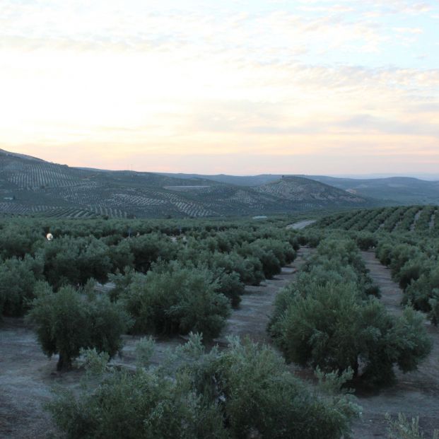 EuropaPress 3411935 paisaje olivar sierra magina