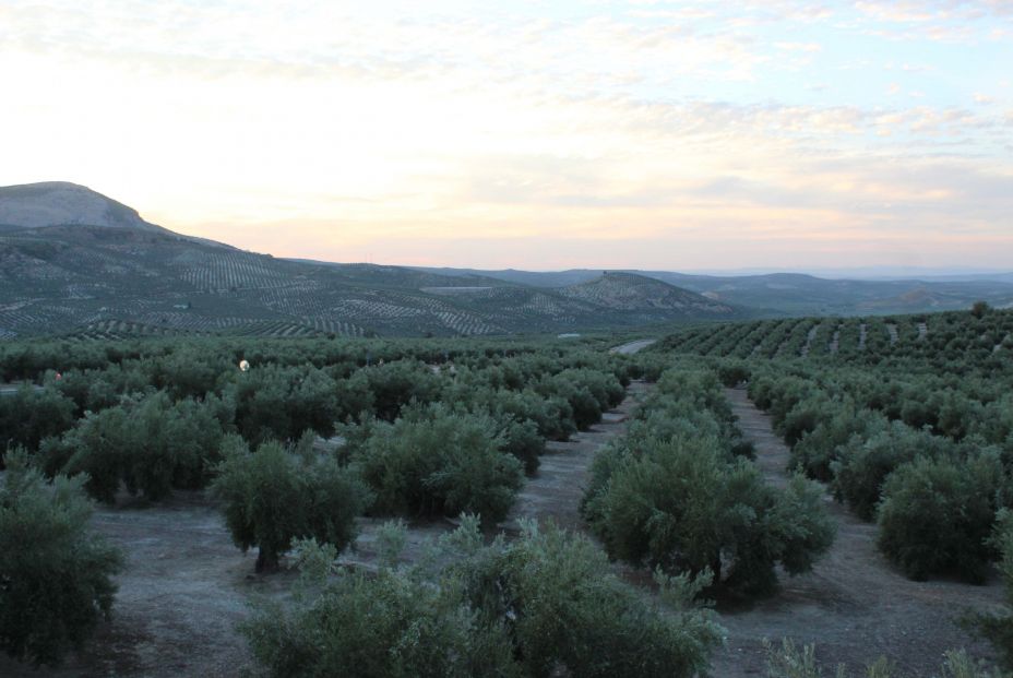 EuropaPress 3411935 paisaje olivar sierra magina