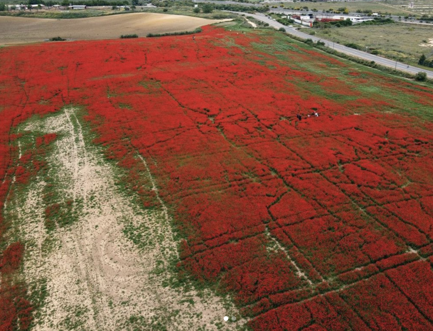 Un campo de amapolas destrozado por conseguir la foto más espectacular