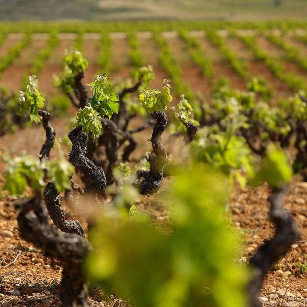 Viñedos Bodegas Pesquera (Foto: web bodega)