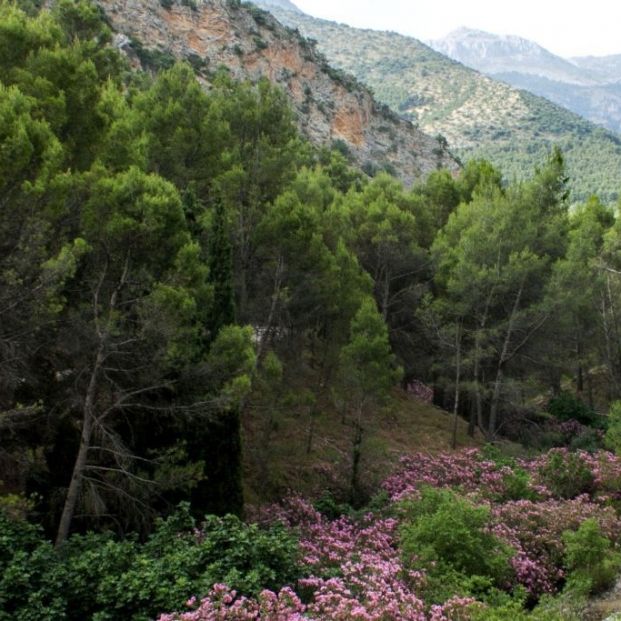 Sierra Mágina, adelfal (Junta Andalucia)