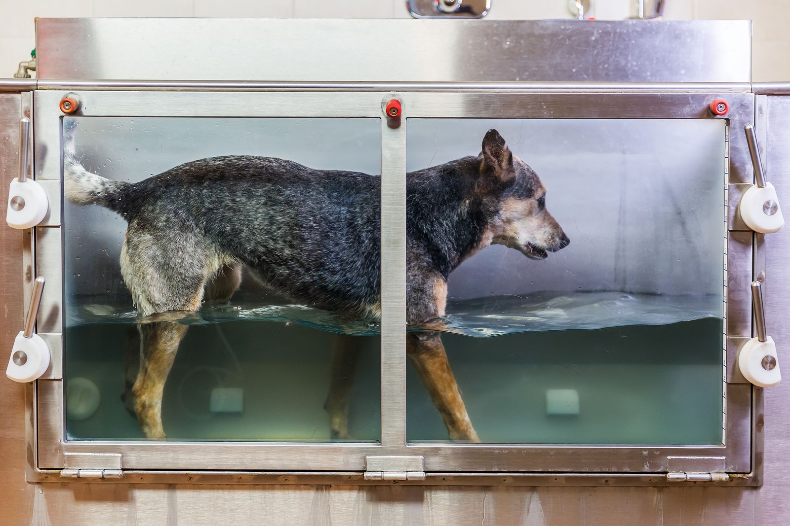Hidroterapia para perros: conoce beneficios
