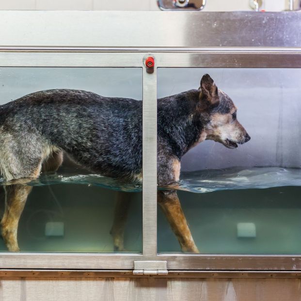 Hidroterapia para perros (bigstock)