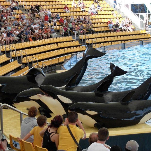 Orcas en el Loro Parque tinerfeño (Creative commons)