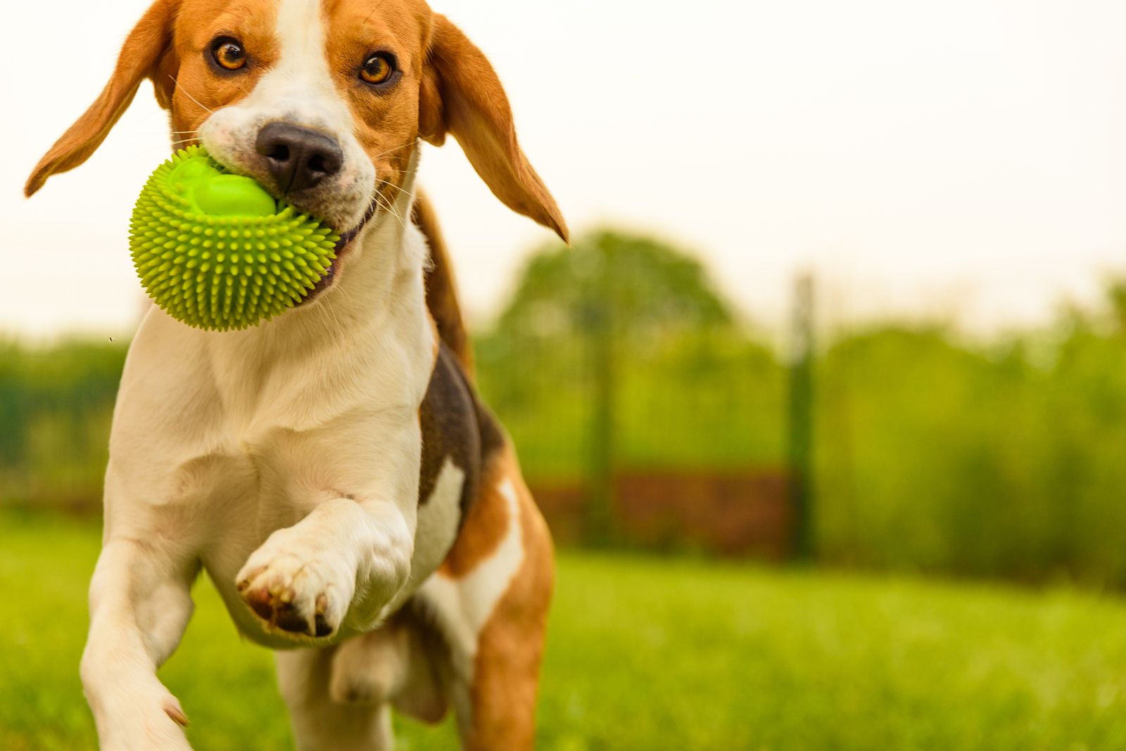 ¿Cómo funciona Gudog? La aplicación que encuentra un cuidador para tu mascota