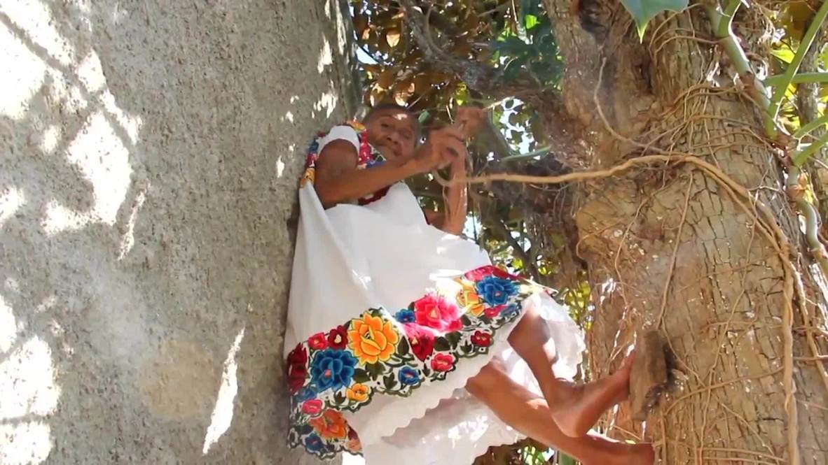'Spideryaya', la mexicana de 88 años que trepa a los árboles para recoger y vender frutas 'Spideryaya', la mexicana de 88 años que trepa a los árboles para recoger y vender frutas