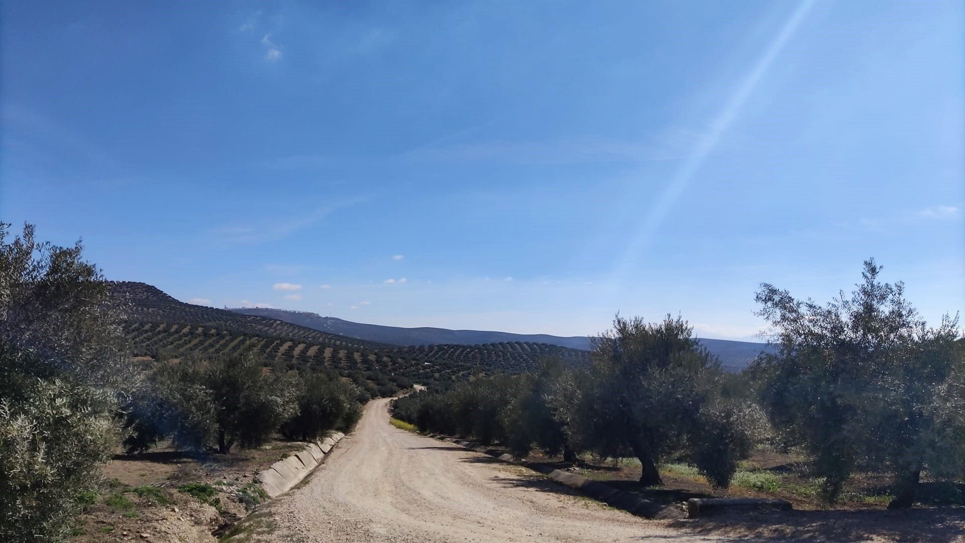 El paisaje del olivar andaluz, candidato a ser Patrimonio Mundial de la Unesco. Foto: Europa Press