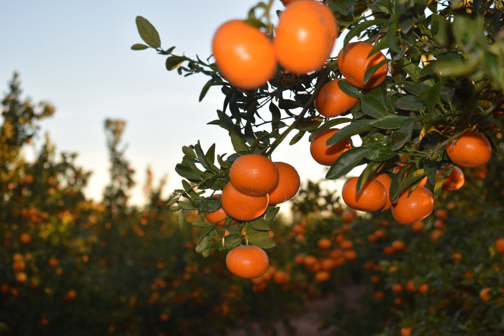 Disputa entre un agricultor murciano y el rey de Marruecos por unas mandarinas. Foto: Europa Press