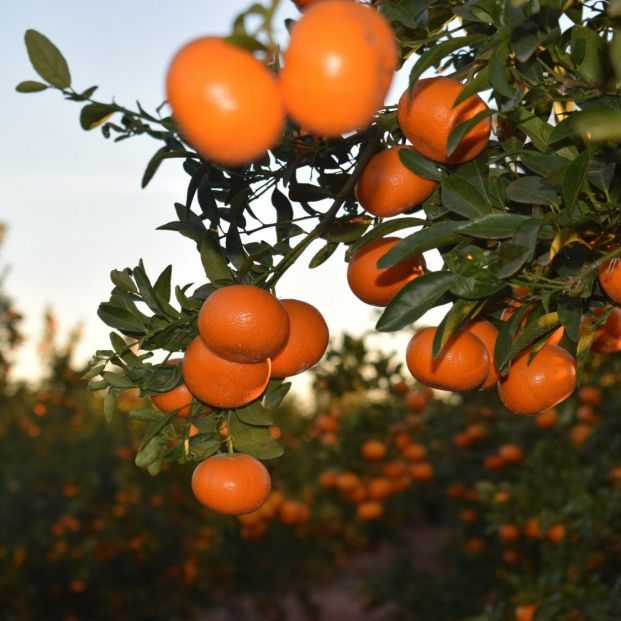 Disputa entre un agricultor murciano y el rey de Marruecos por unas mandarinas. Foto: Europa Press