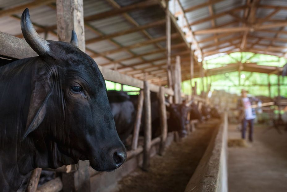 Carne Wagyu: La ternera originaria de Japón de la que todo el mundo habla