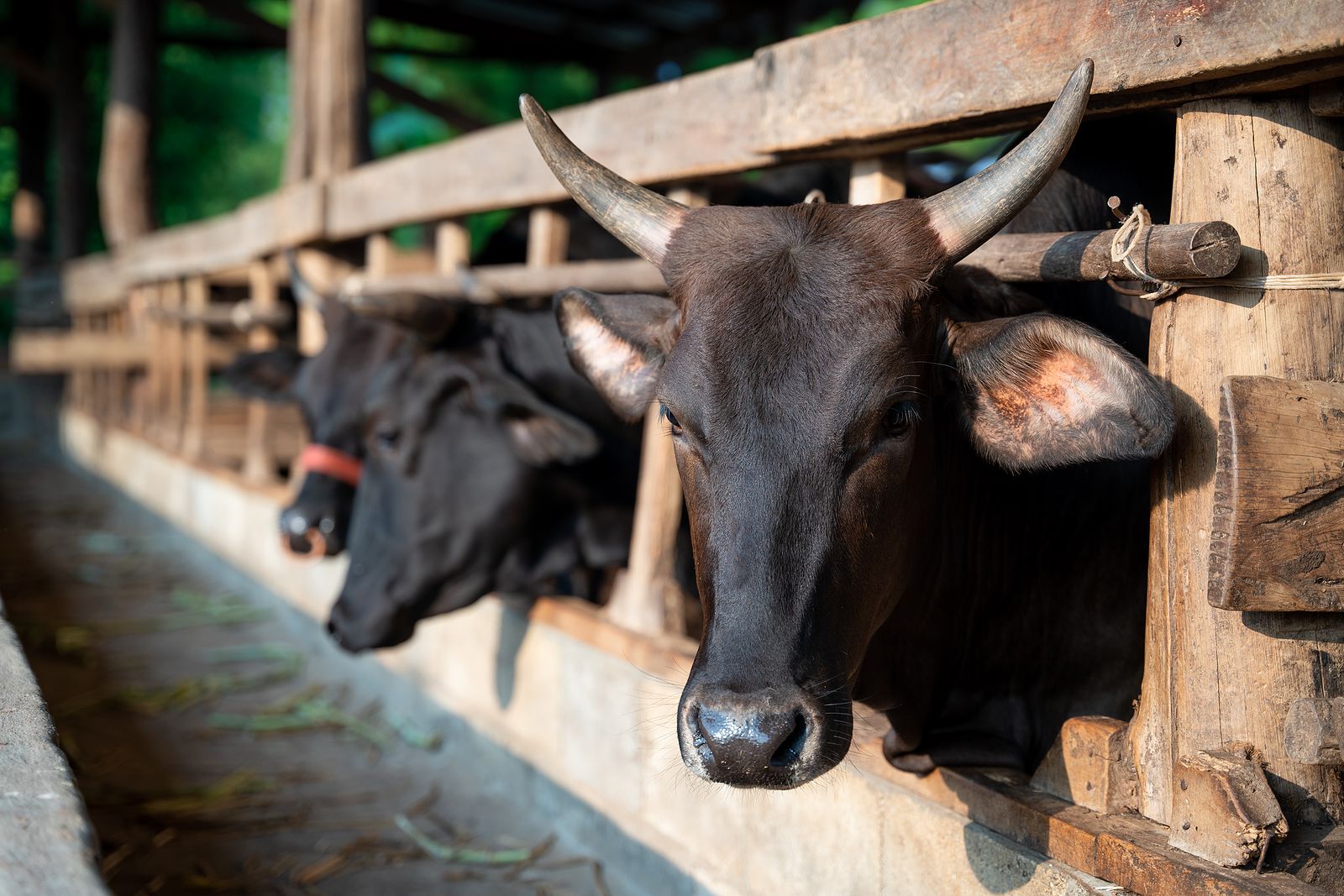 Carne Wagyu: La ternera originaria de Japón de la que todo el mundo habla