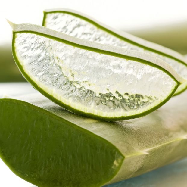 Aloe Vera (bigstock)