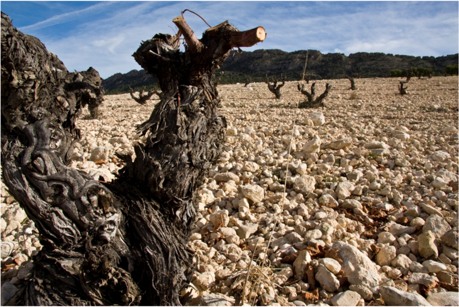 FOTO VIÑA MONASTRELL