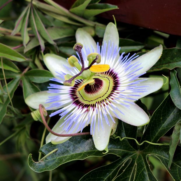 Passiflora o flor de la pasión (bigstock)