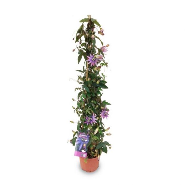 Flor de la pasión en Verdecora. Planta exótica para el Día de la Madre