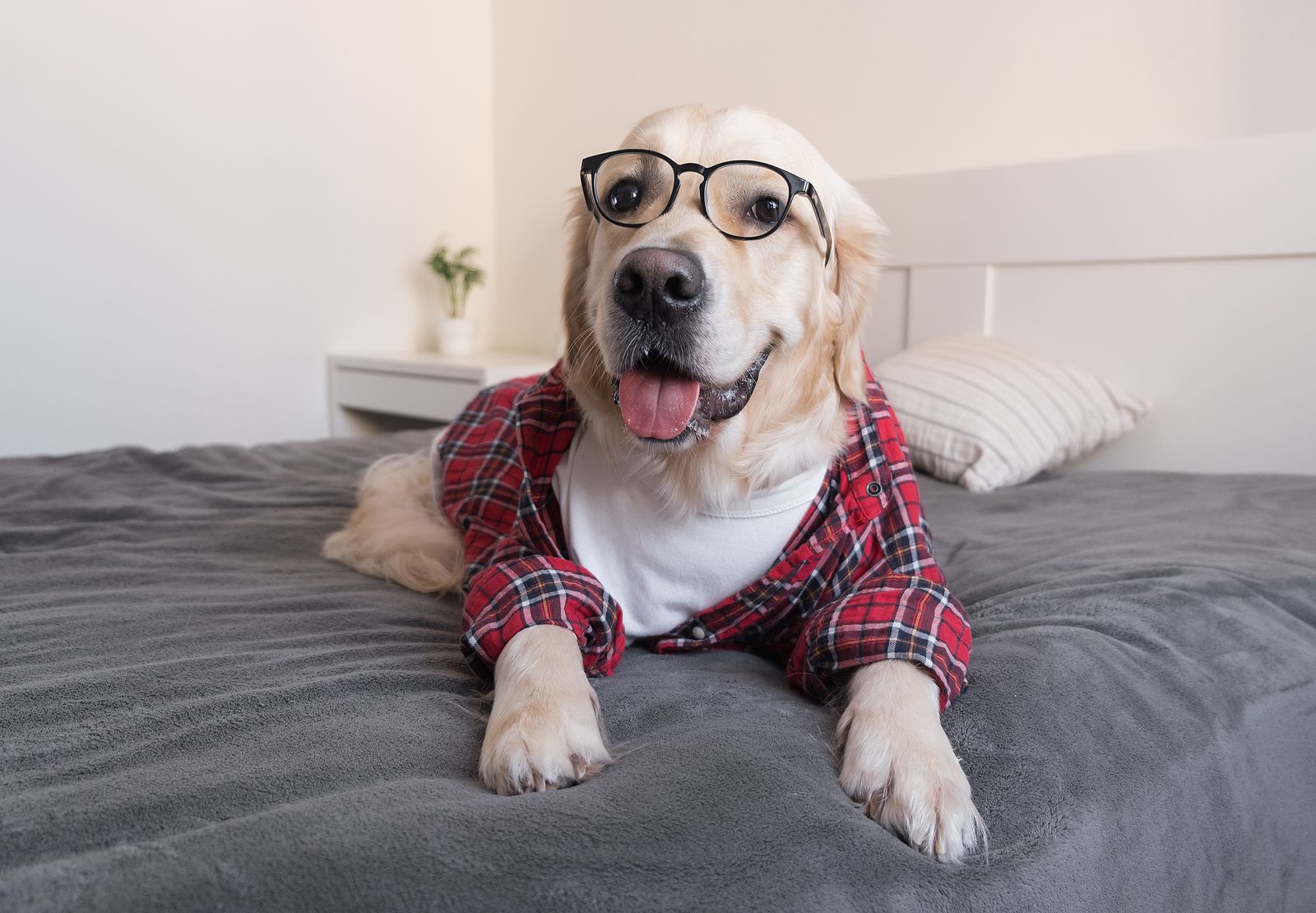 Cómo saber si has humanizado a tu perro y por qué es un error hacerlo Cómo saber si has humanizado a tu perro y por qué es un error hacerlo