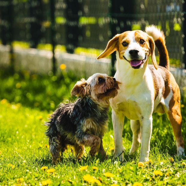 Cómo saber si has humanizado a tu perro y por qué es un error hacerlo Cómo saber si has humanizado a tu perro y por qué es un error hacerlo