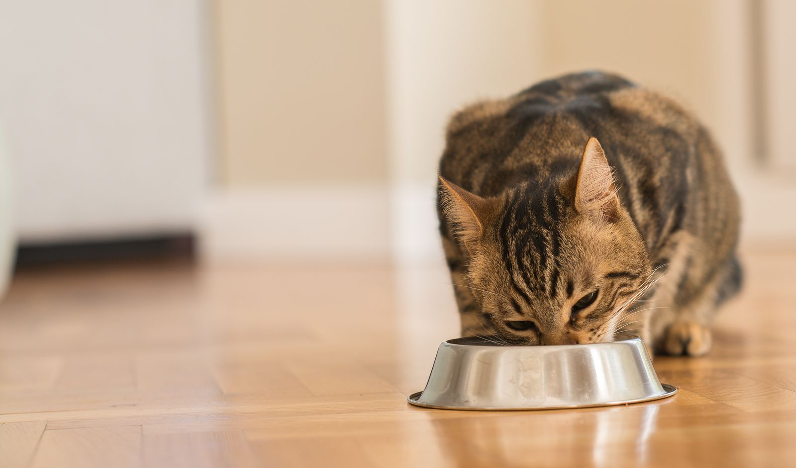 La alimentación de tu gato (bigstock)
