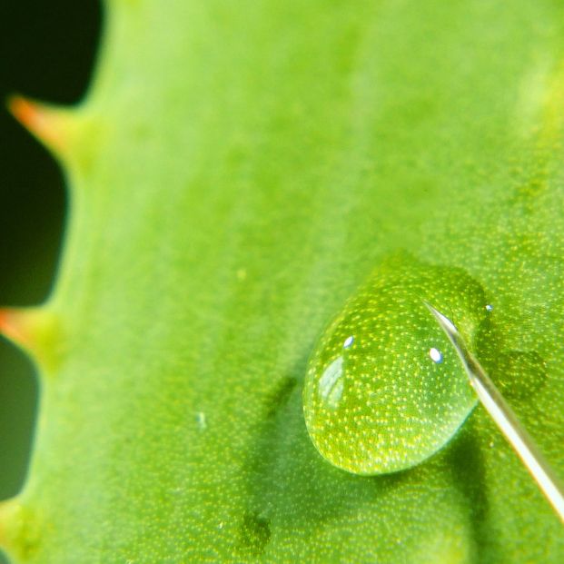 Remedios naturales para hacer crecer las cejas Foto: bigstock