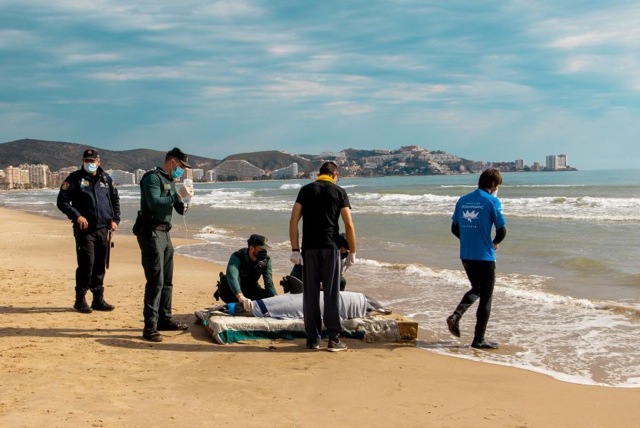 EuropaPress 3685661 atencion veterinaria delfin rescatado costa cullera valencia