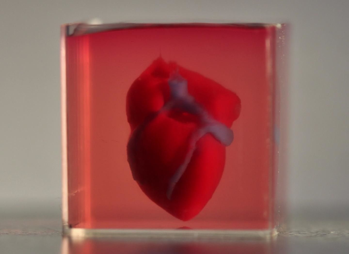 Logran imprimir en 3D el primer corazón con tejido humano