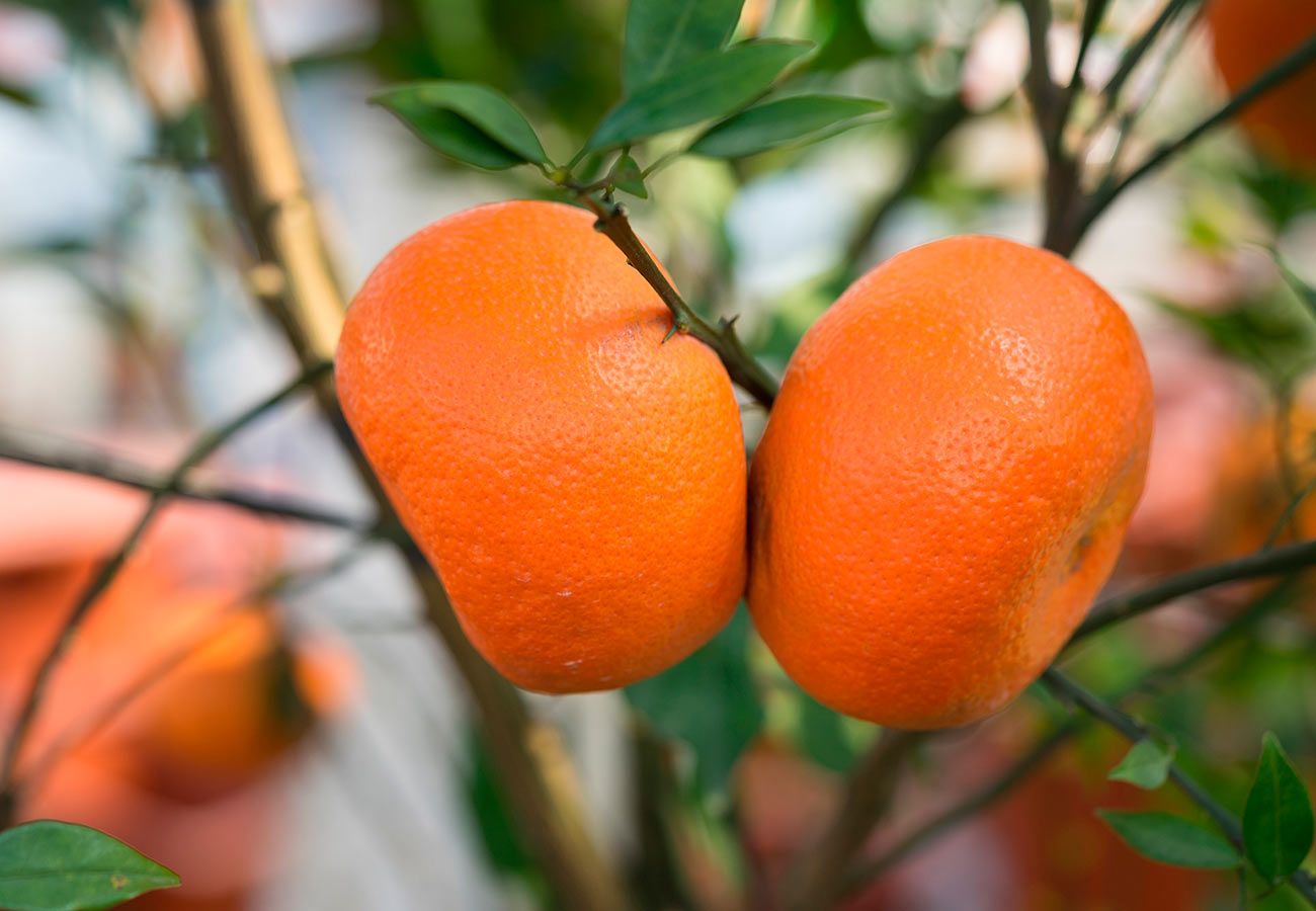 La mandarina que enfrenta a un agricultor murciano contra el rey de Marruecos