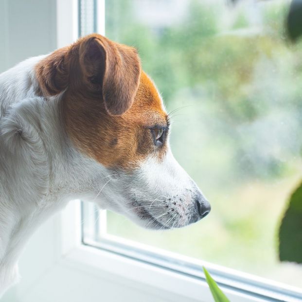 Si tu perro te sigue a todas partes es que hay algún problema a resolver Si tu perro te sigue a todas partes es que hay algún problema a resolver