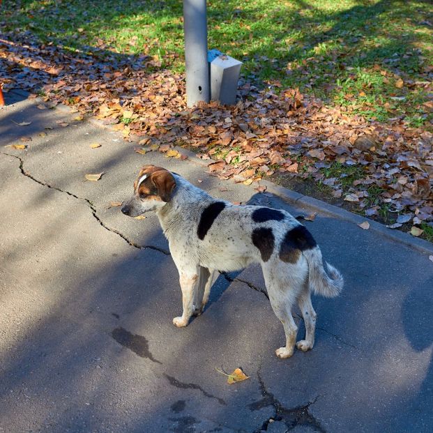 Perro abandonado (BigStock)