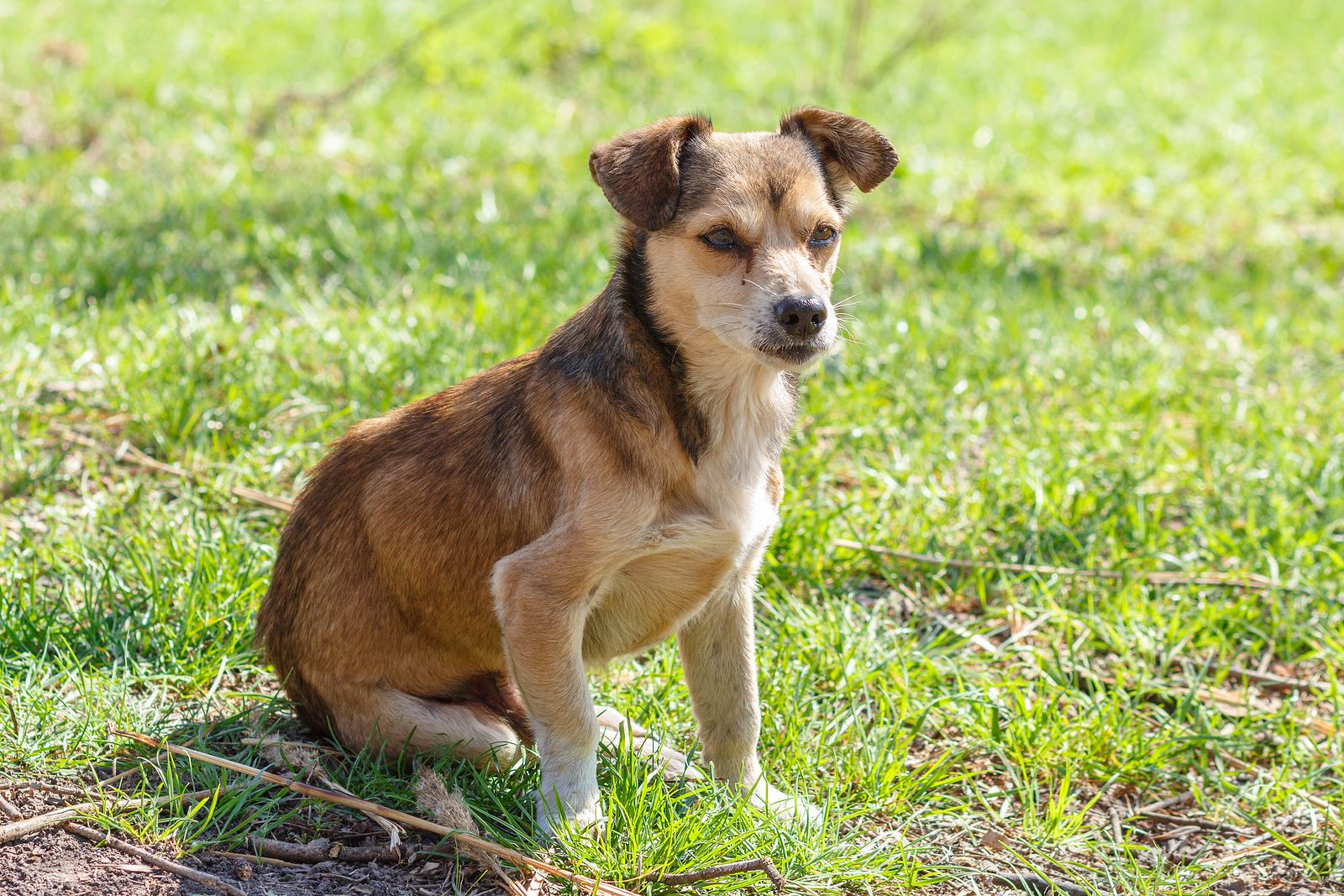 Perro abandonado o perdido